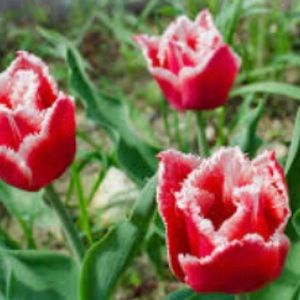 Meet your Posher, Anna-marie